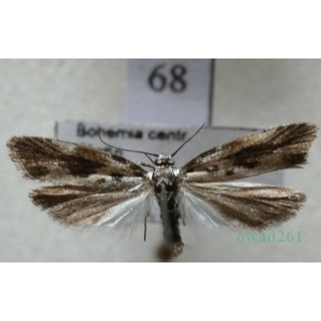 Ethmia quadrillella (Goeze, 1783) Czech68